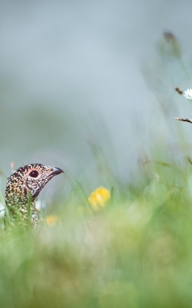 NEW Paid with charity