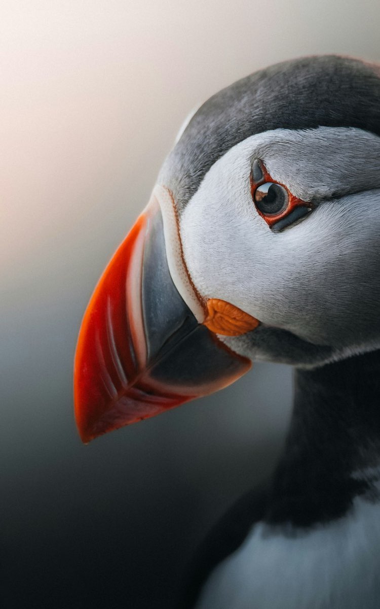 Dari's Wonderful Event