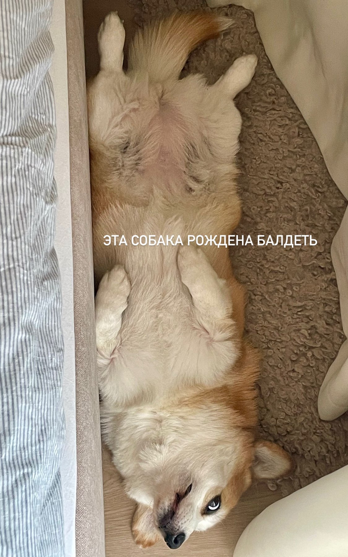 Club cover