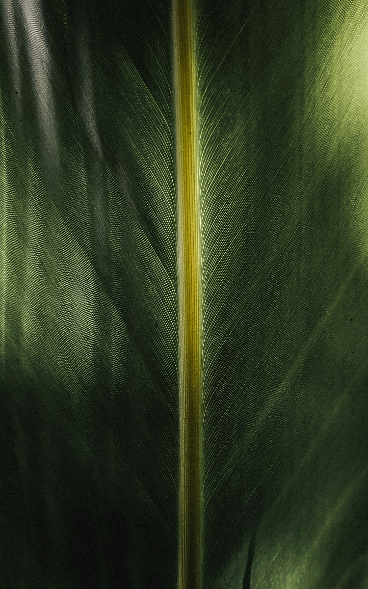 Club cover
