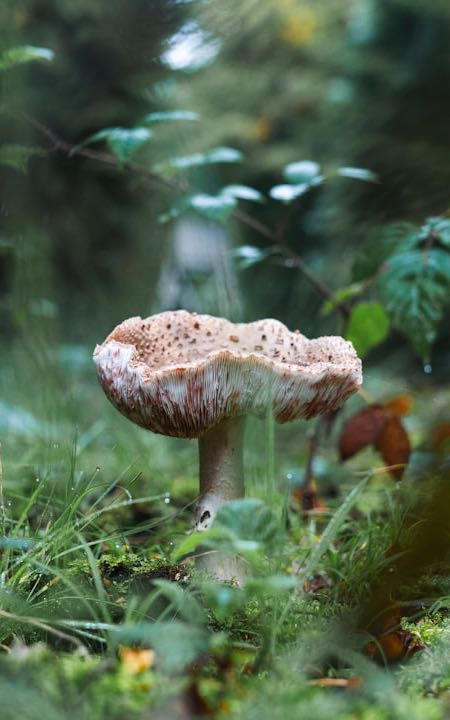 Da's Squad/Master Event