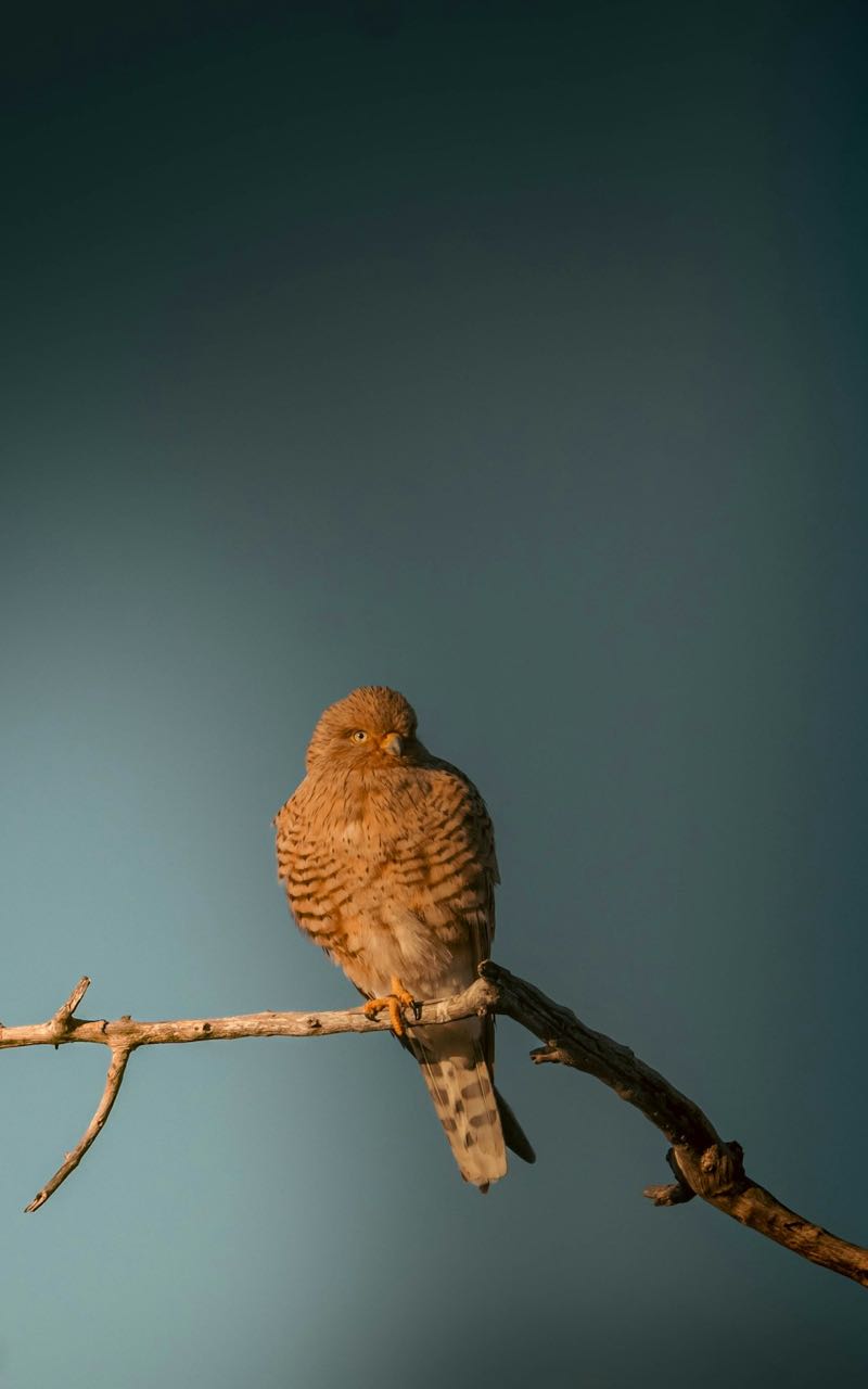 Paid event for SQUAD