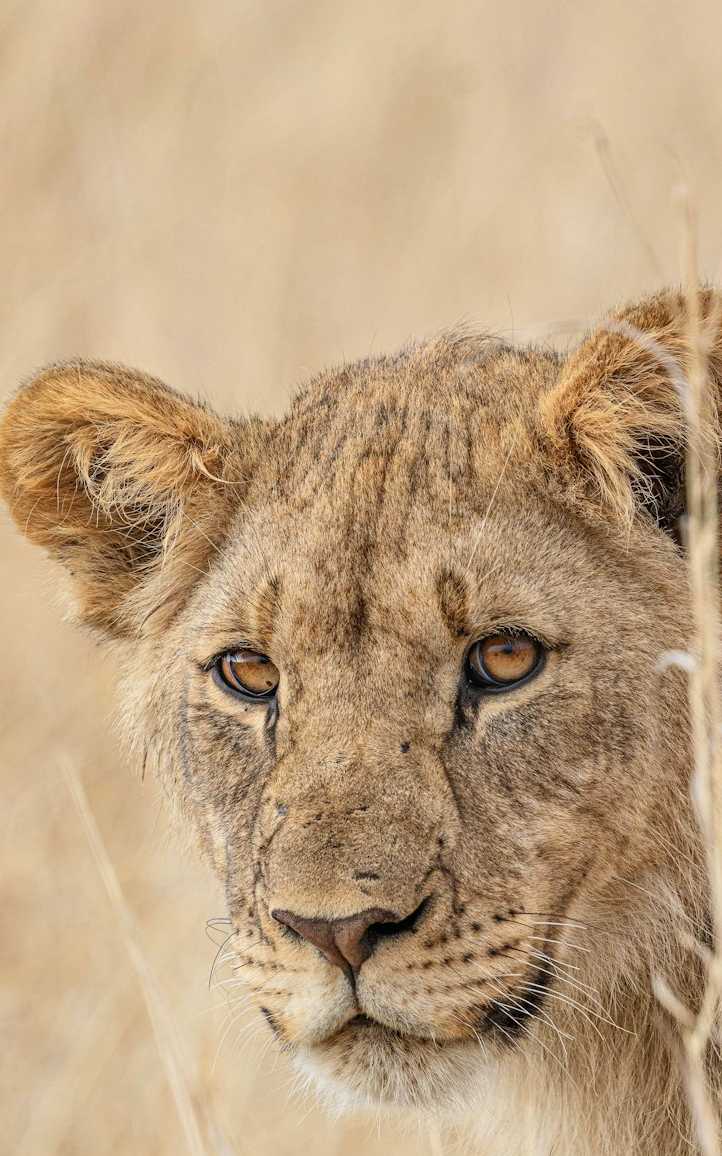 Vi's Wonderful Session