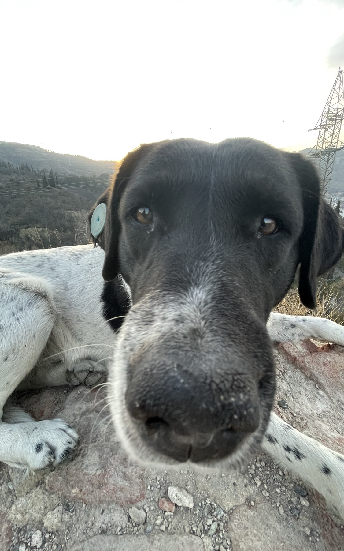 Piper main picture